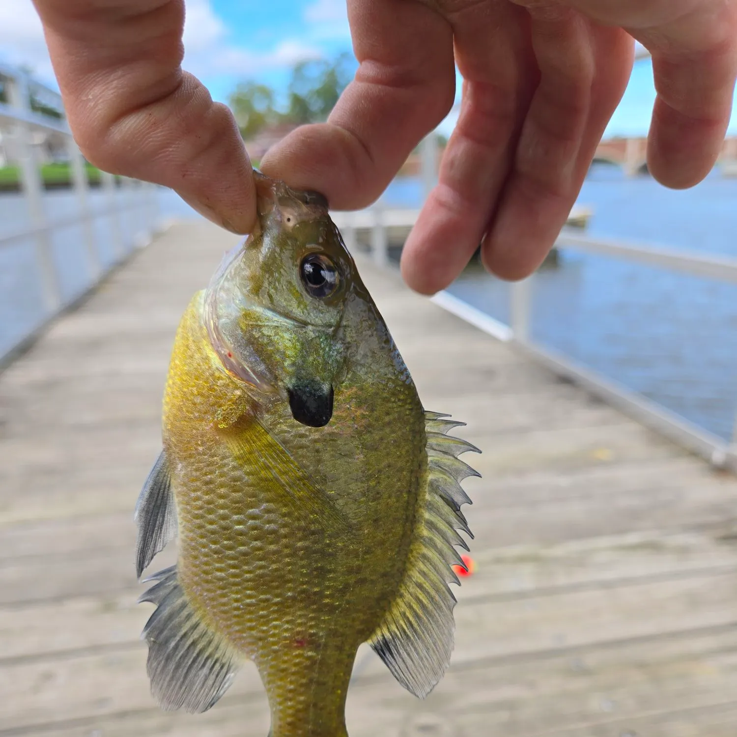 Bluegill caught on Fishbrain