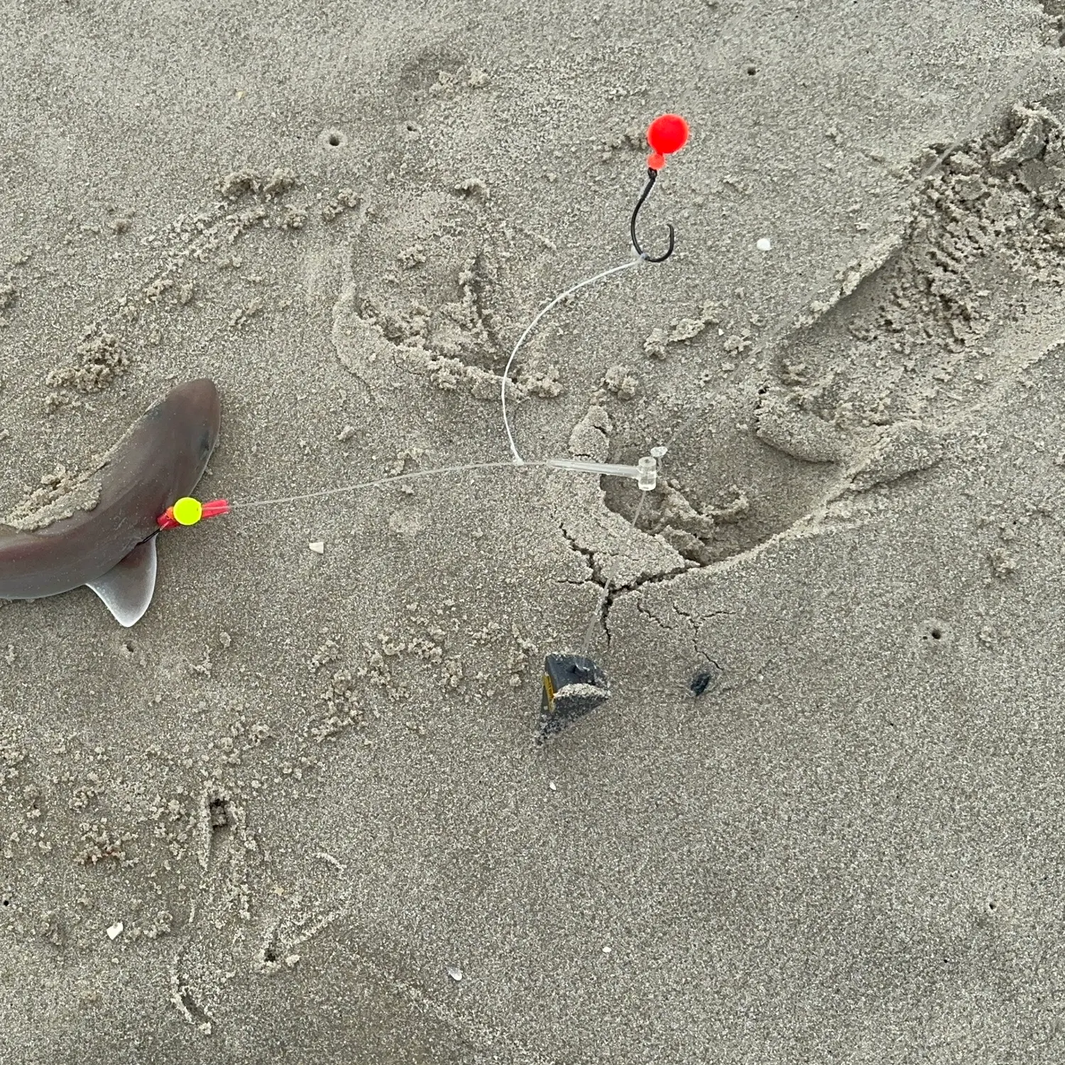 Sandbar shark caught on Fishbrain