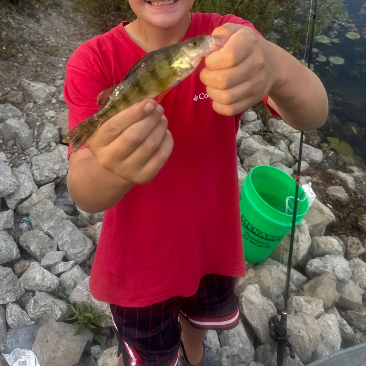Yellow perch caught on Fishbrain