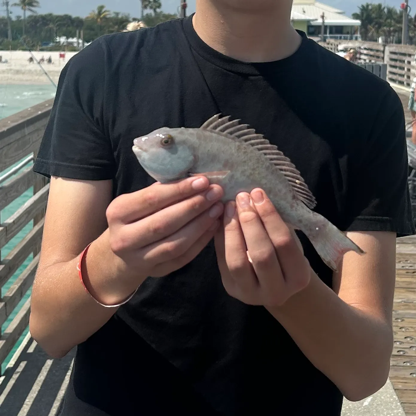 The most recent Japanese parrotfish catches on Fishbrain