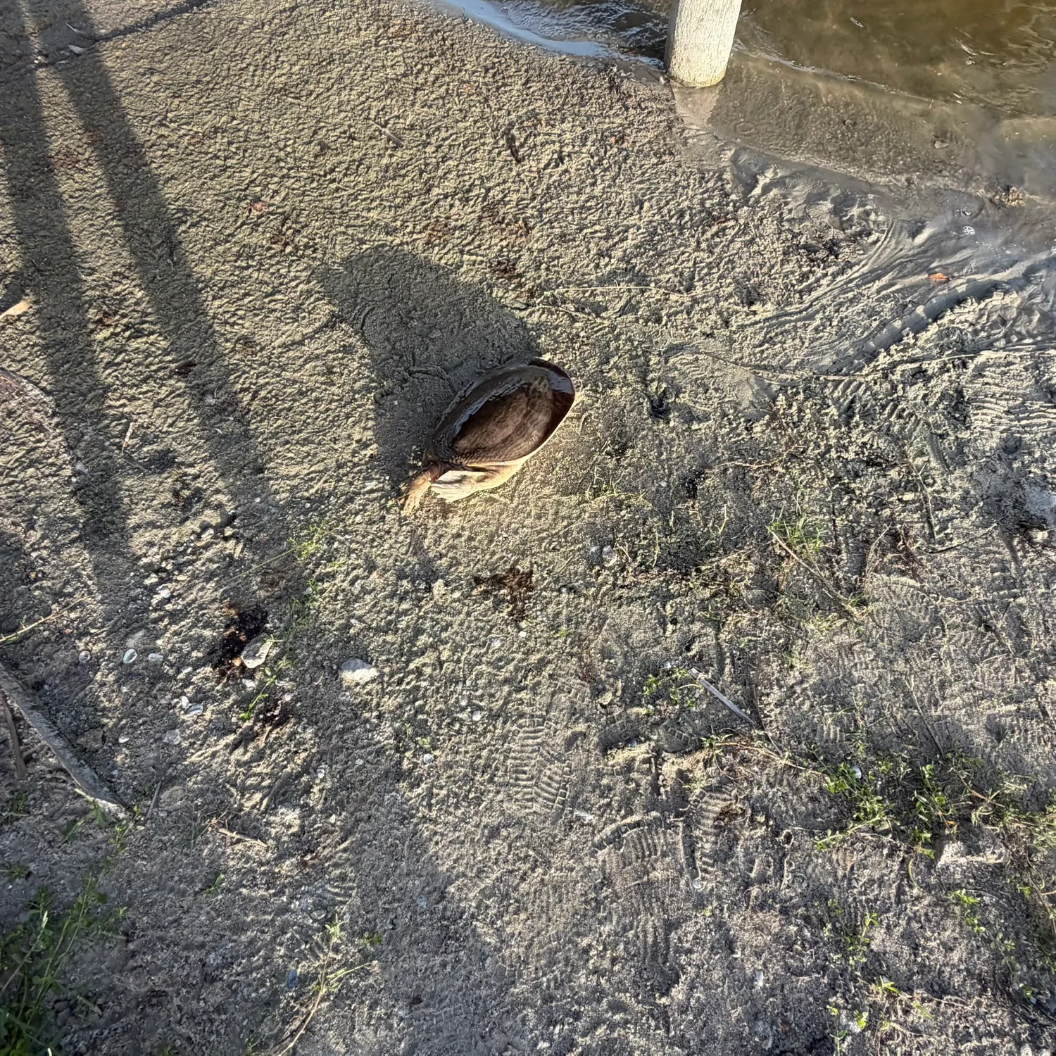 Florida softshell turtle caught on Fishbrain