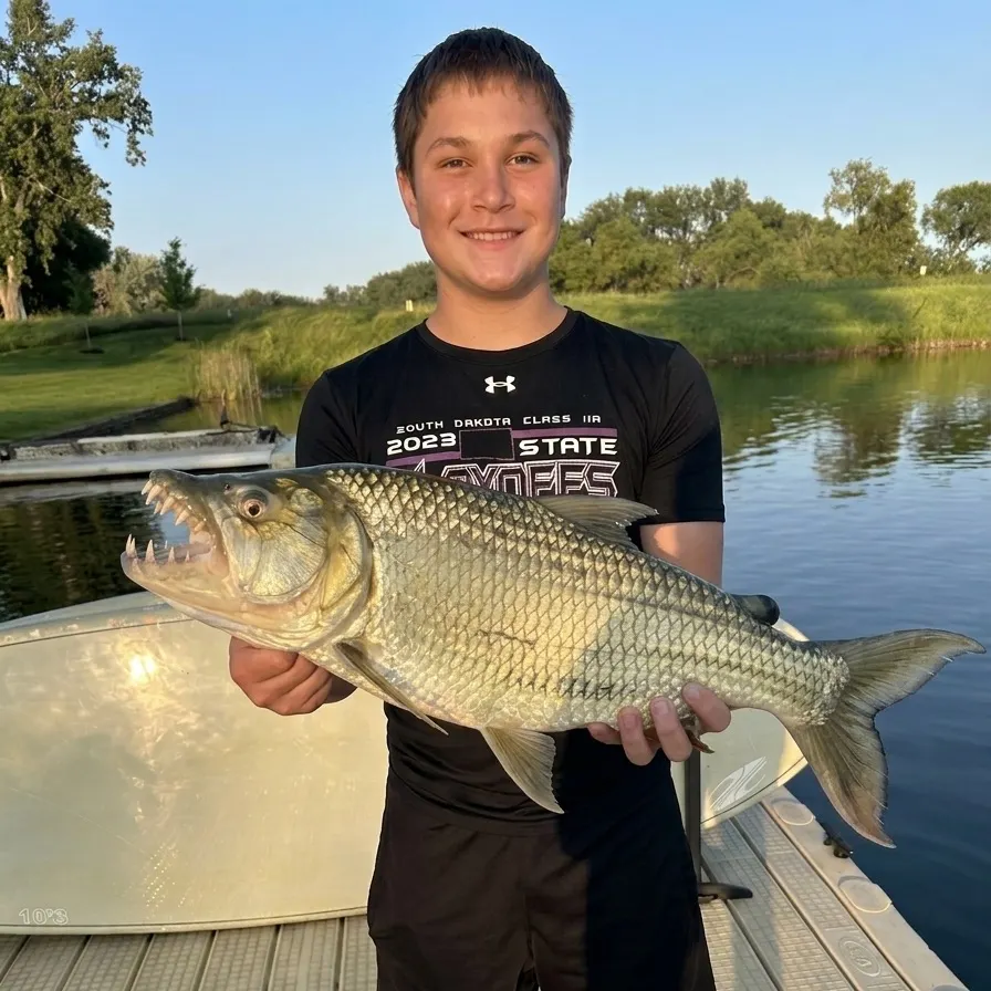 The most recent Goliath tigerfish catches on Fishbrain
