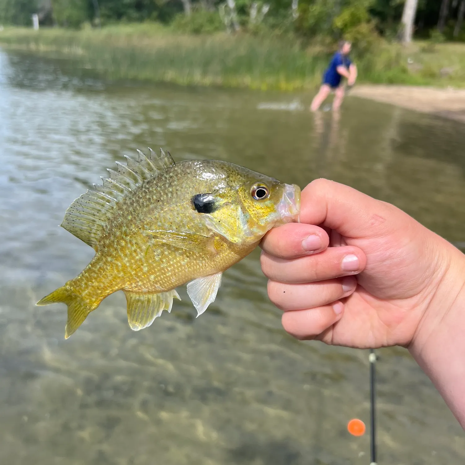 Greengill hybrid caught on Fishbrain