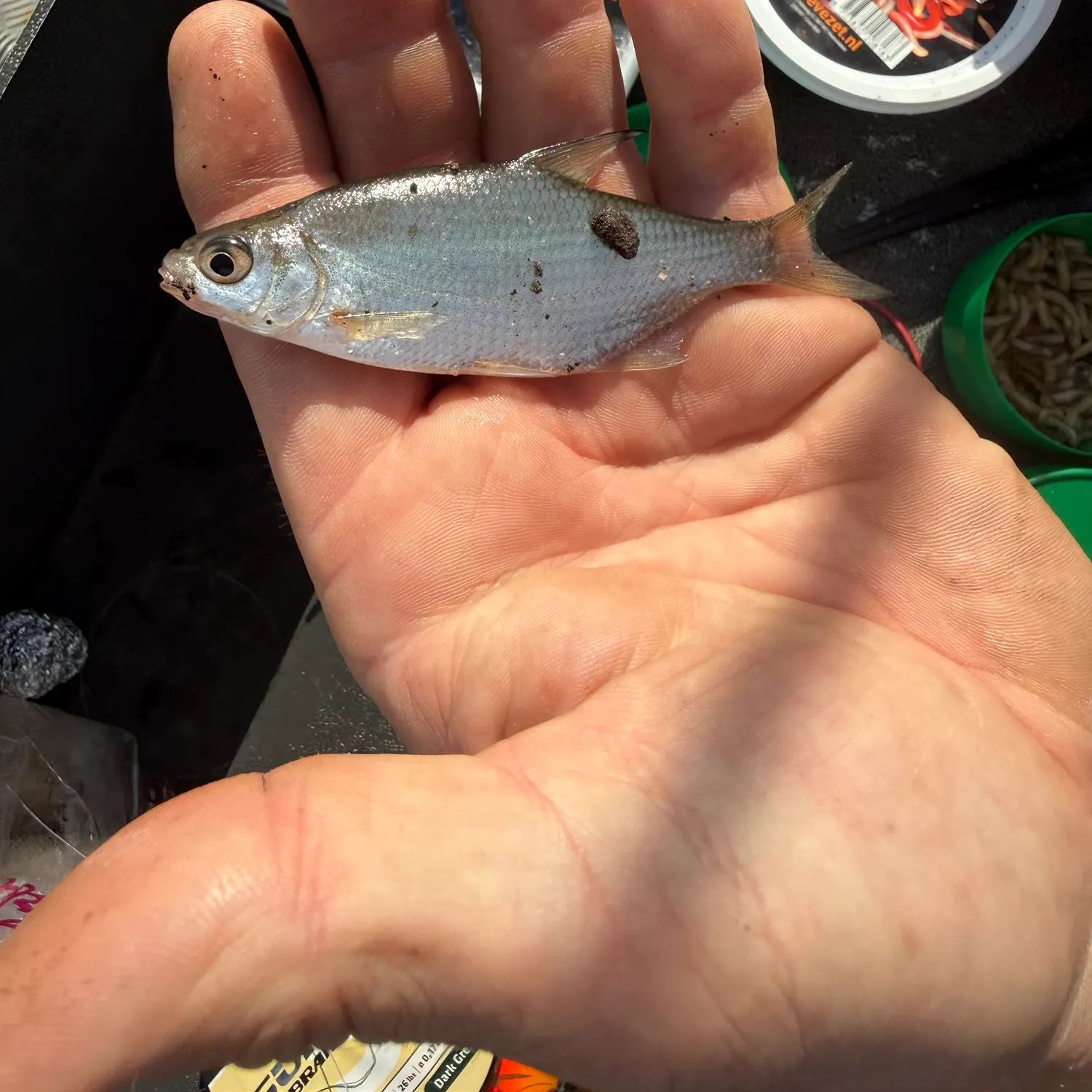White bream caught on Fishbrain