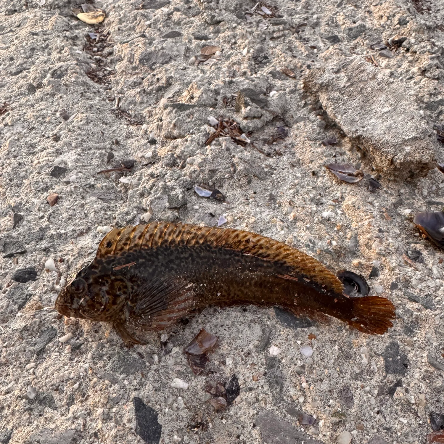 Fish caught on Fishbrain