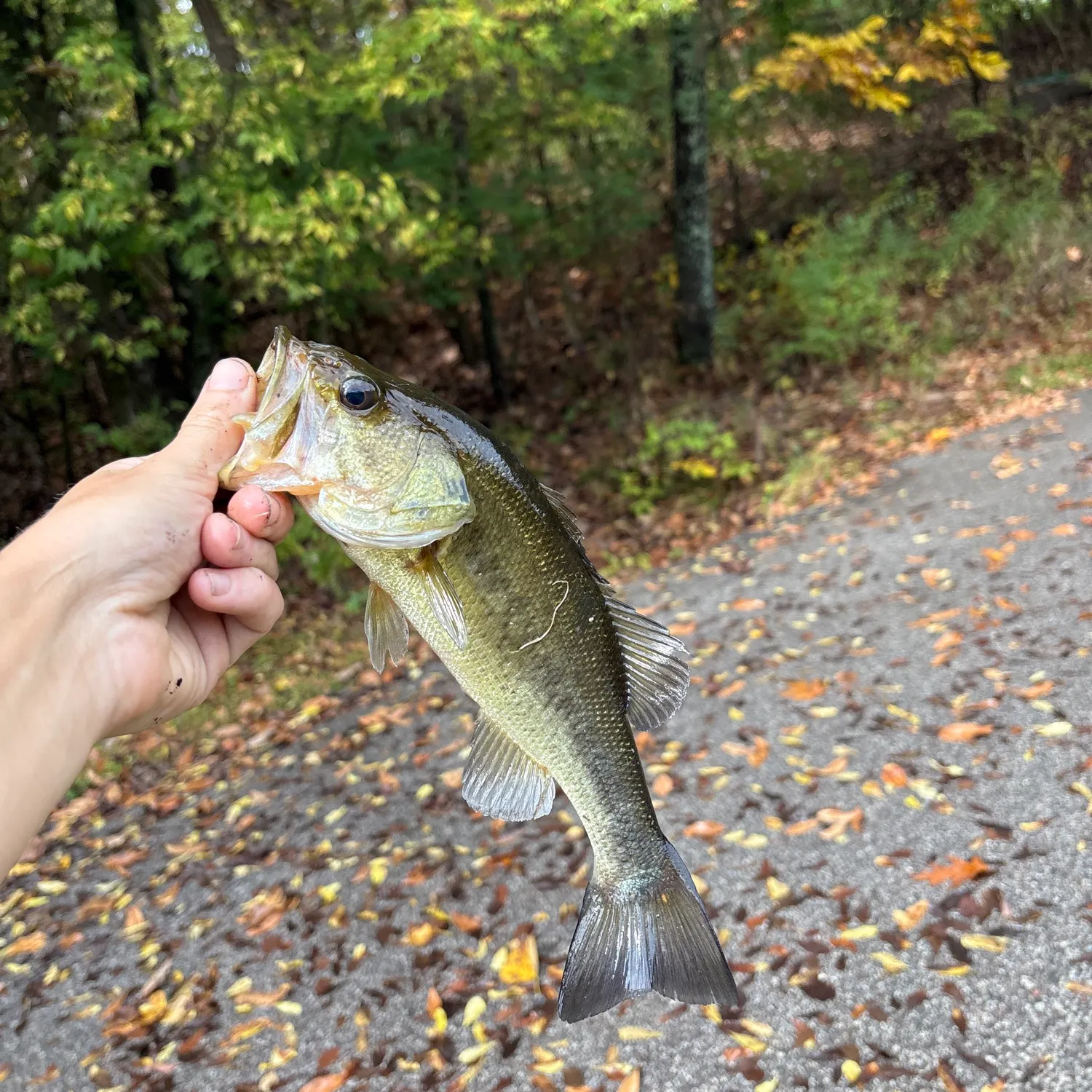 Fish caught on Fishbrain