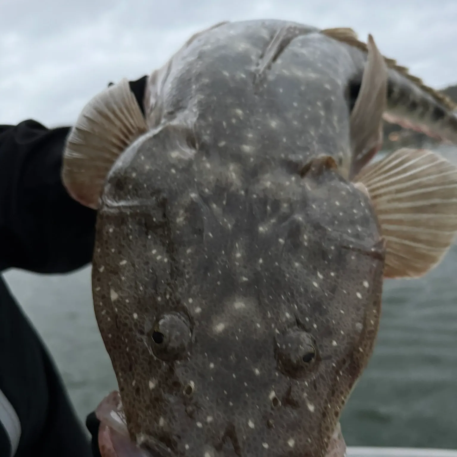 The most recent Dusky flathead catches on Fishbrain