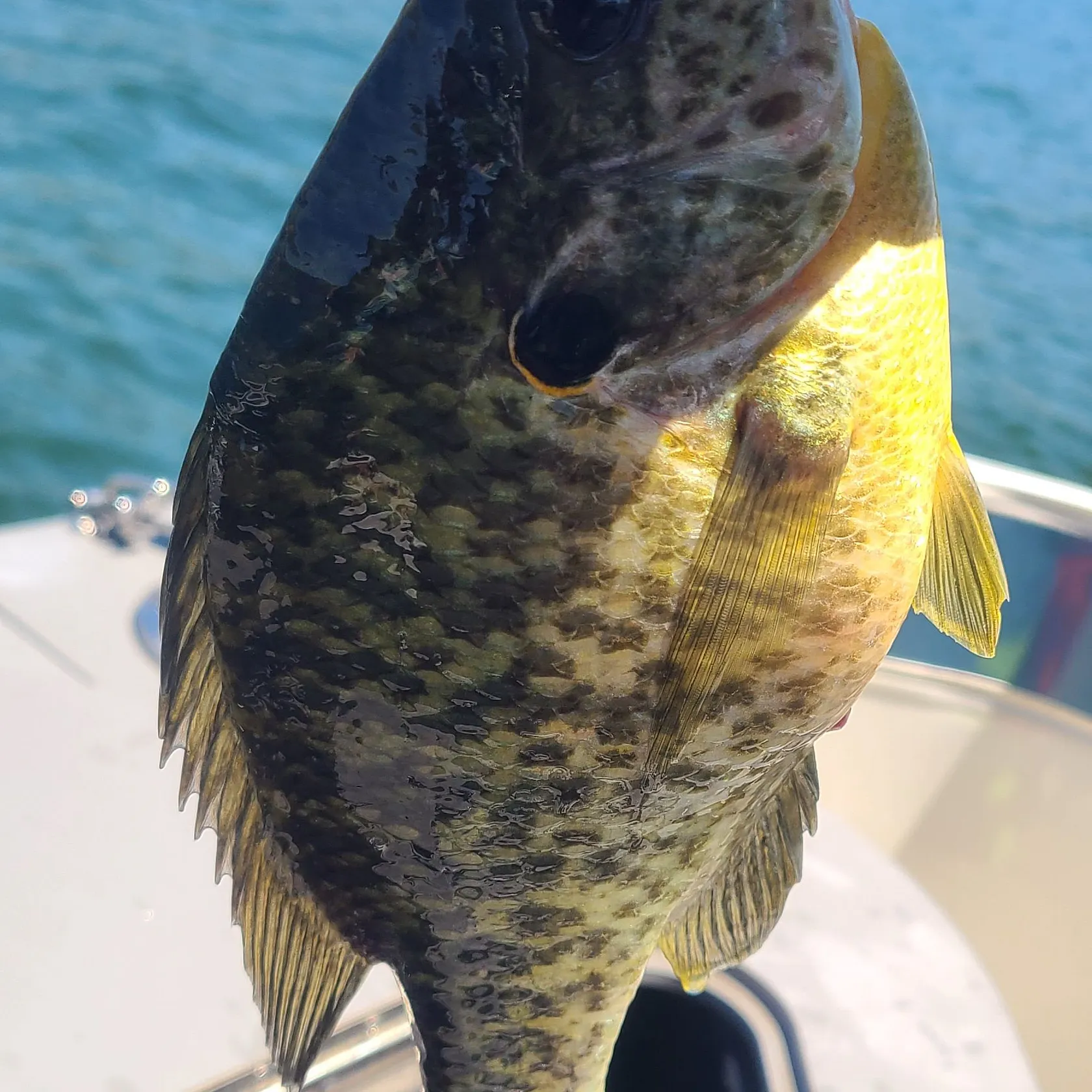 The most recent Warmouth x redear sunfish catches on Fishbrain