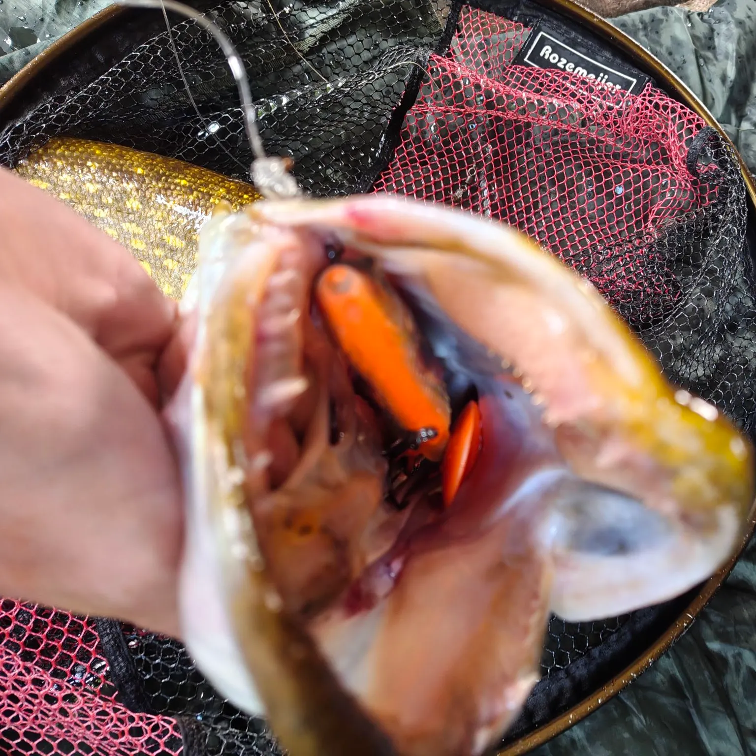 catch
