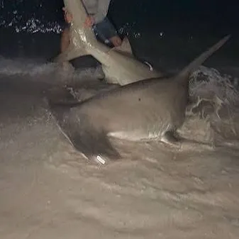 The most recent Great hammerhead shark catches on Fishbrain