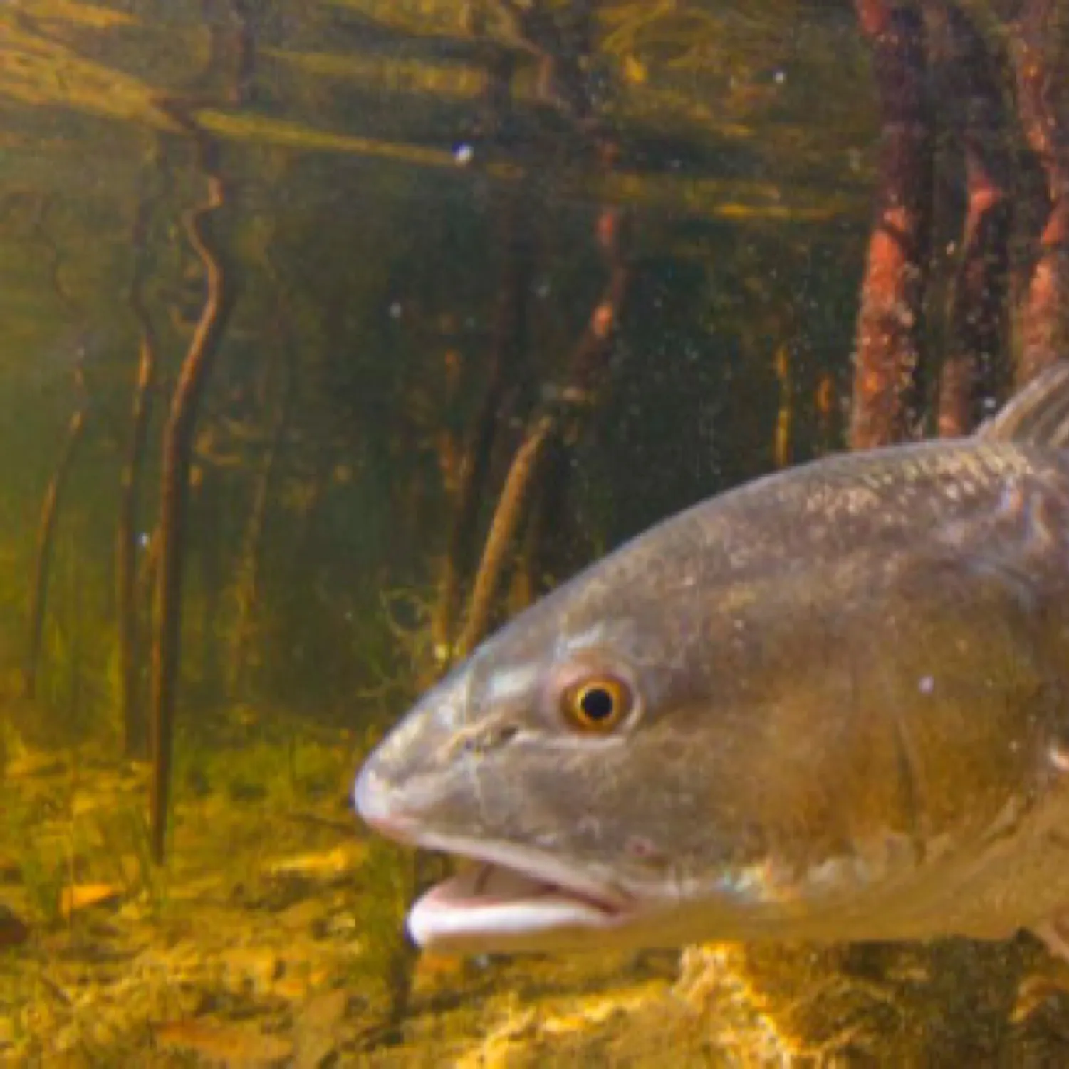 The most recent Red drum catches on Fishbrain