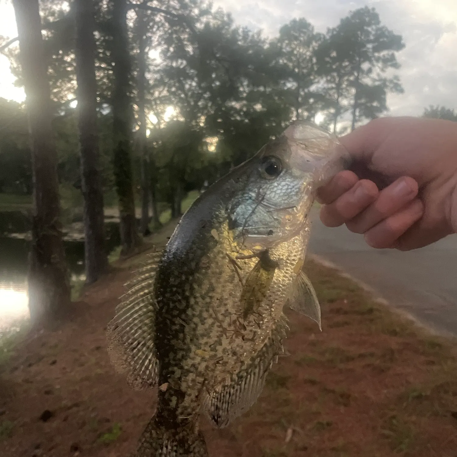 Black crappie caught on Fishbrain