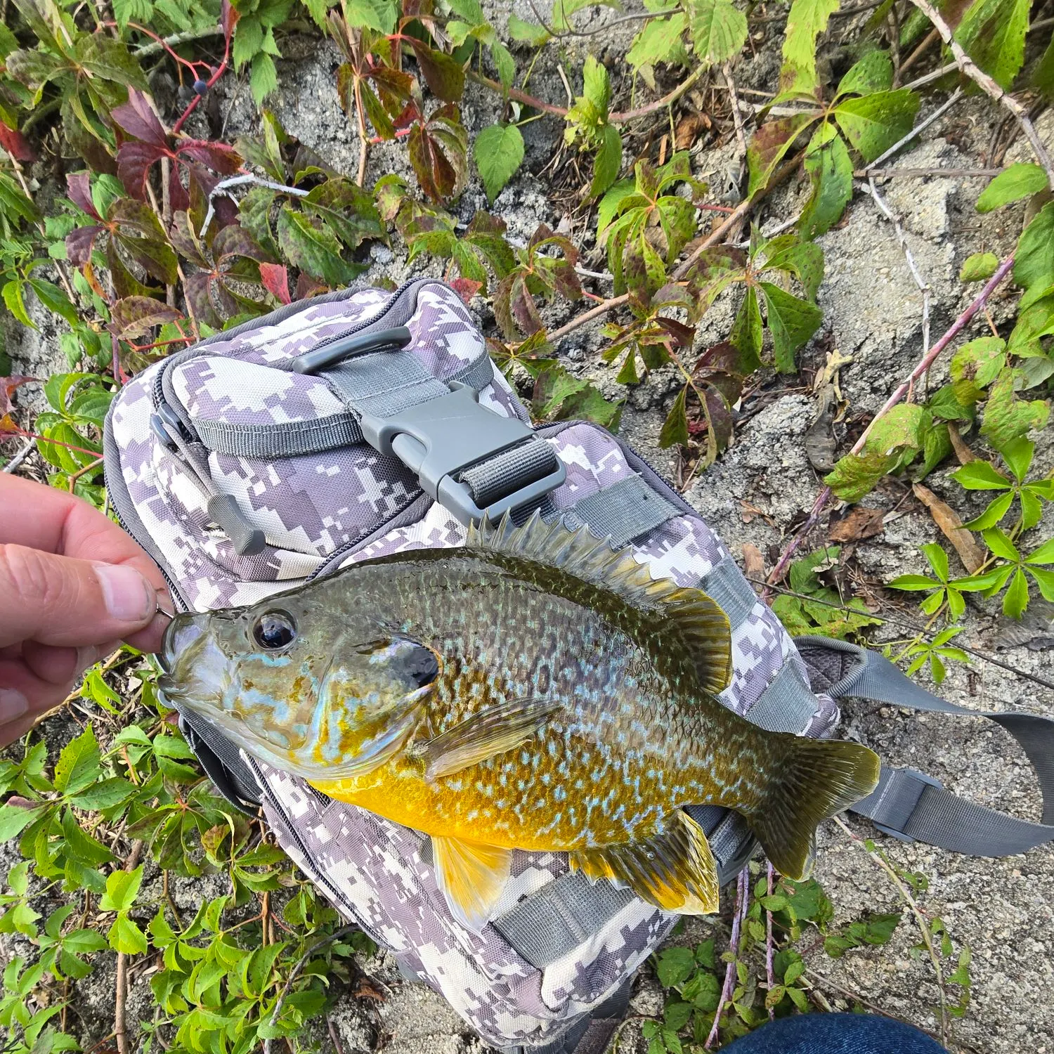 Green sunfish caught on Fishbrain