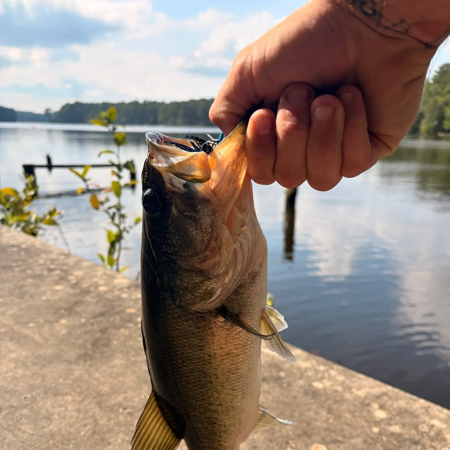 Largemouth bass caught on Fishbrain