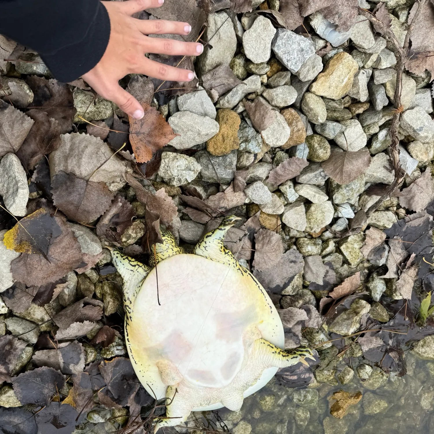 Fish caught on Fishbrain