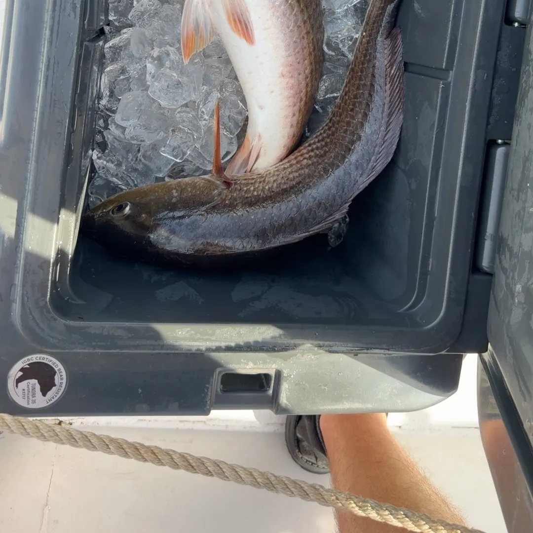 Red drum caught on Fishbrain