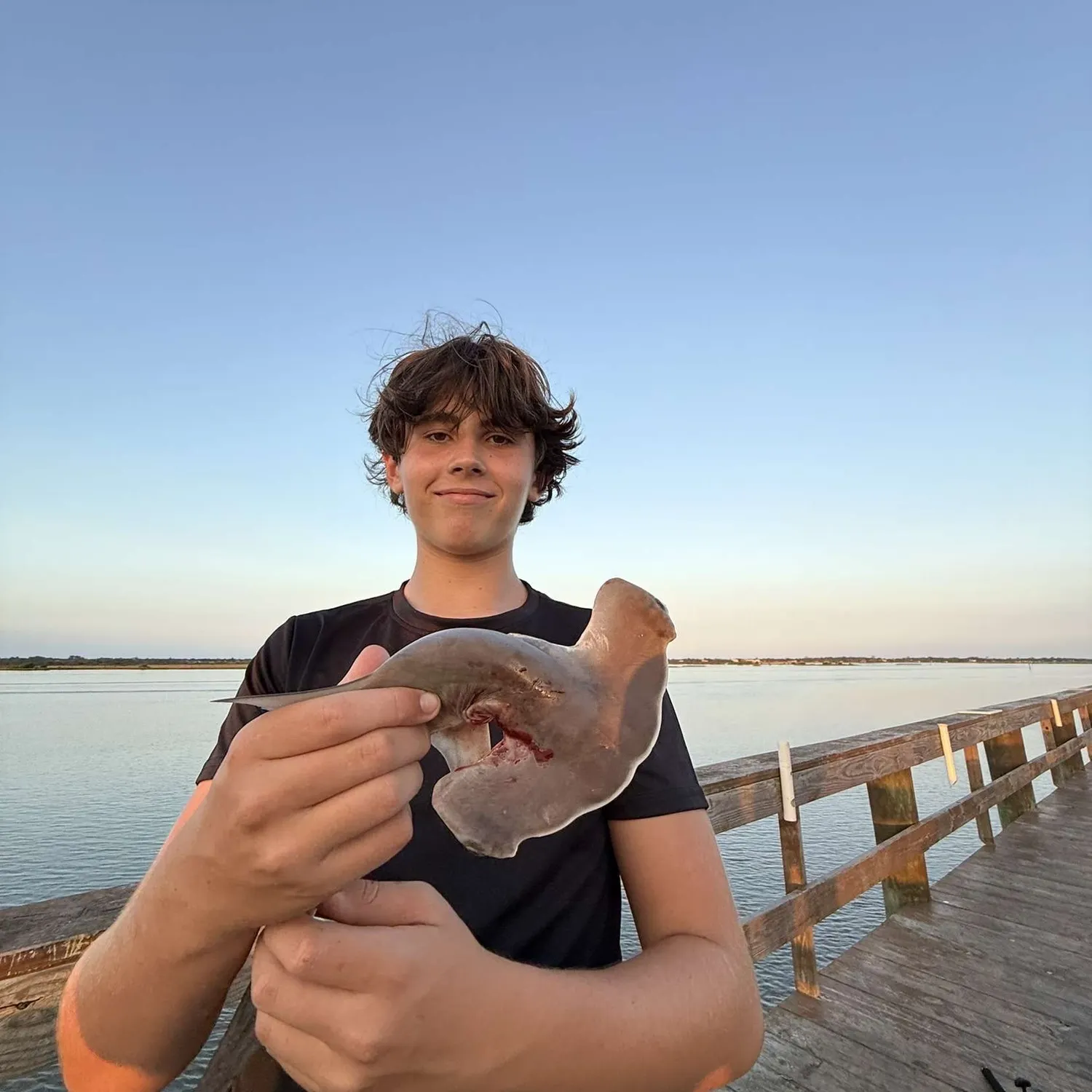 The most recent Scalloped hammerhead shark catches on Fishbrain