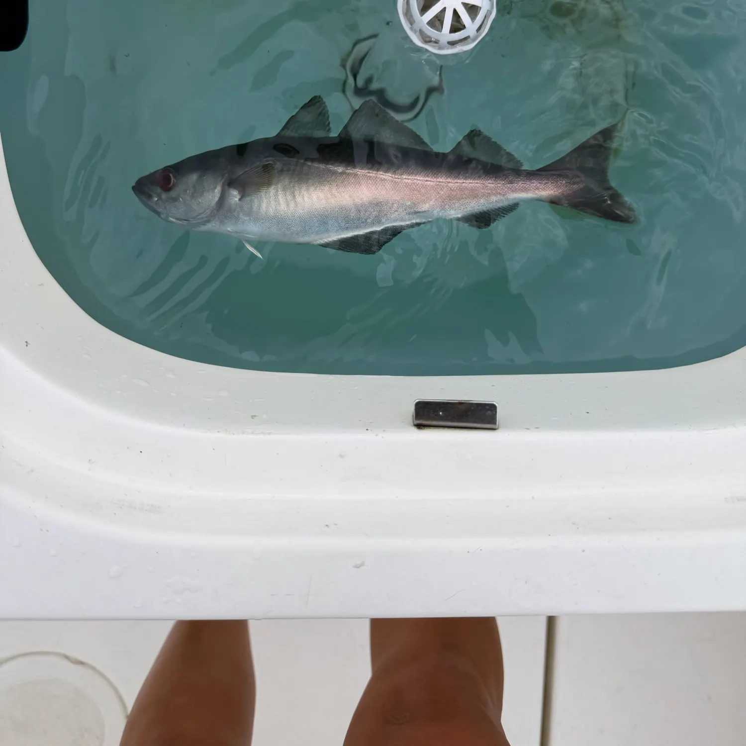 The most recent Atlantic pollock catches on Fishbrain