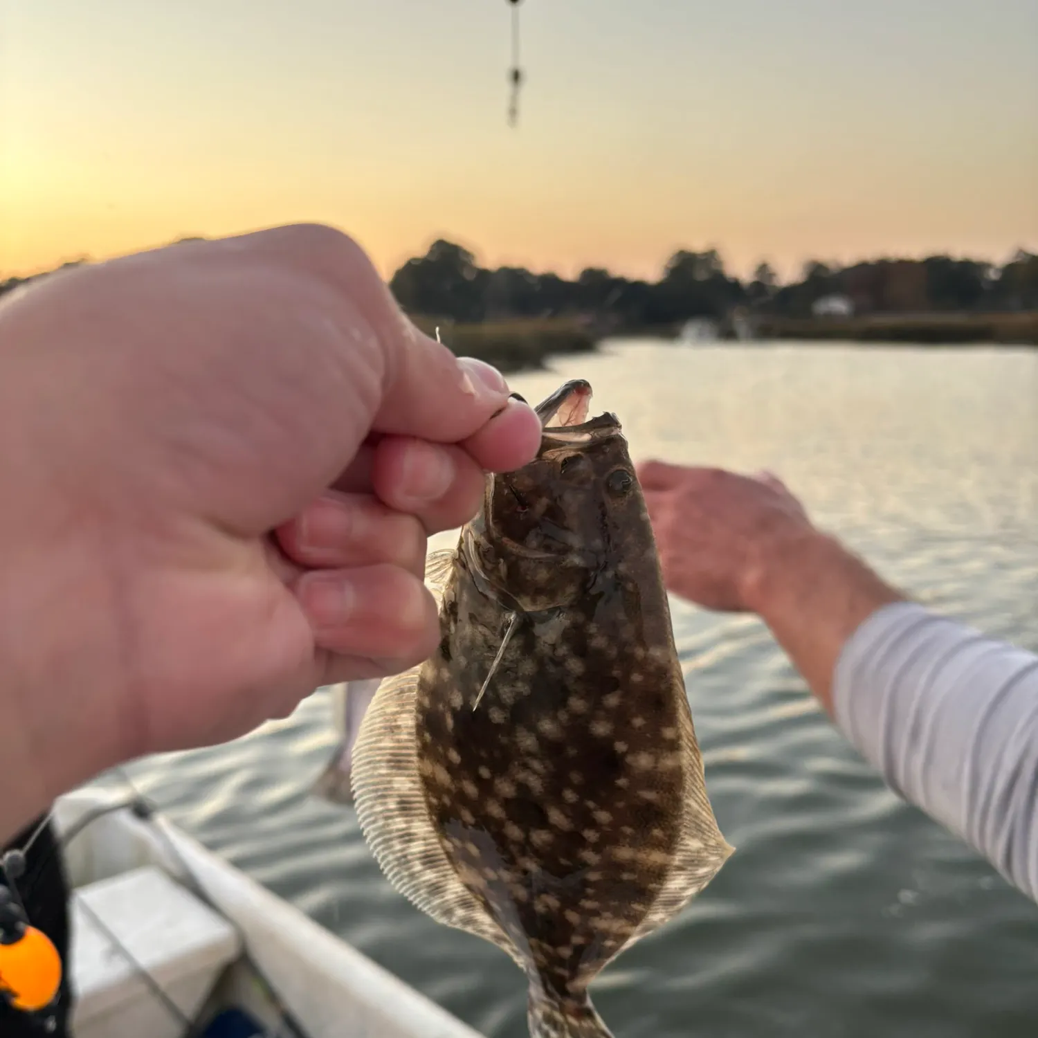 The most recent Summer flounder catches on Fishbrain