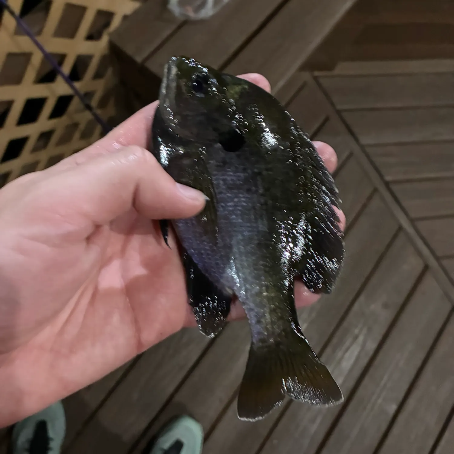 Bluegill caught on Fishbrain