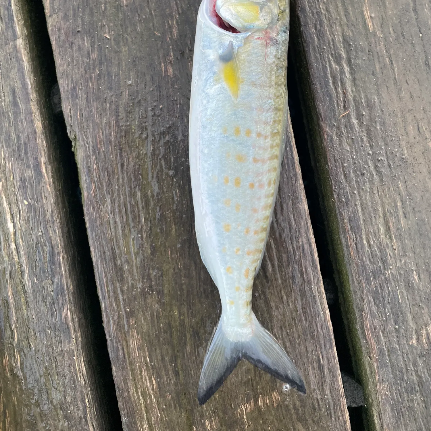 Eastern Australian salmon caught on Fishbrain