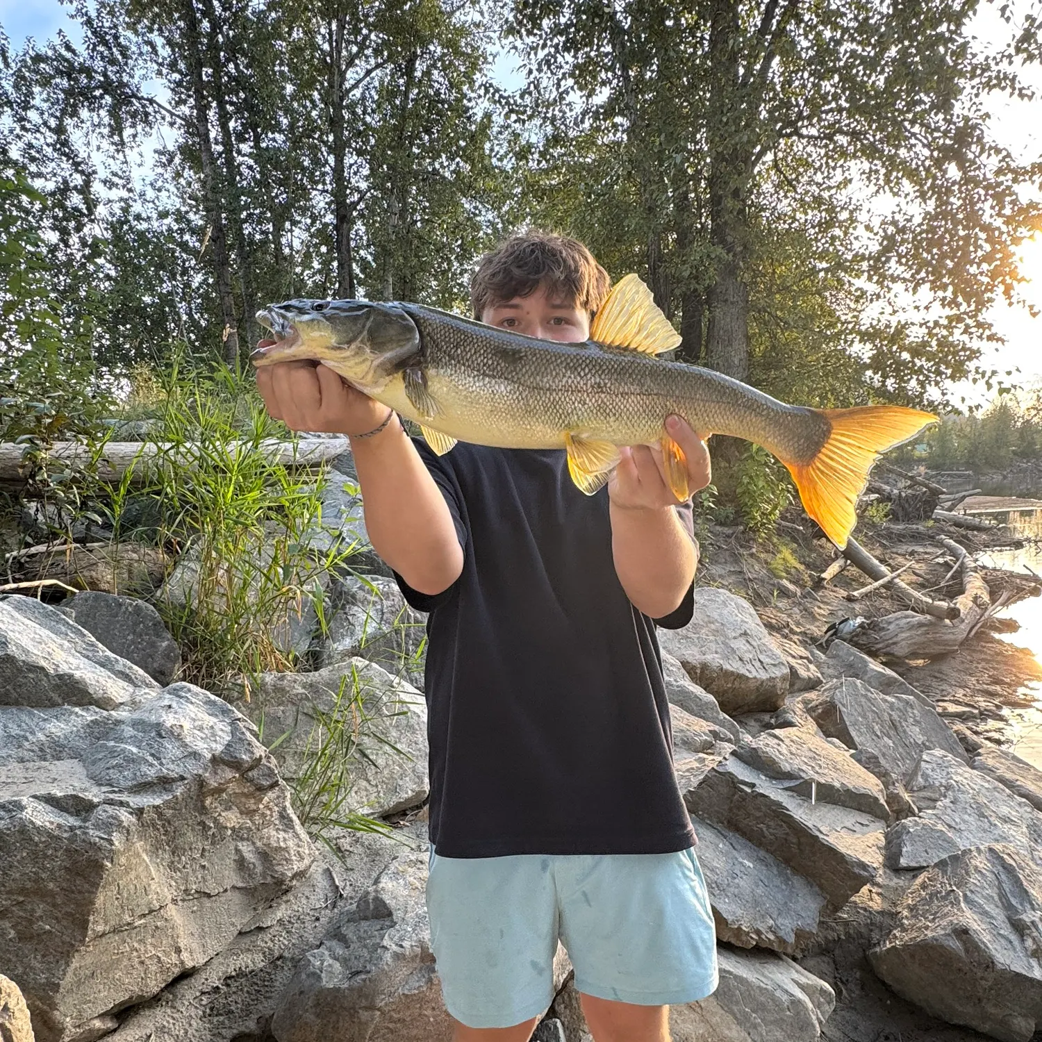 Northern pikeminnow caught on Fishbrain
