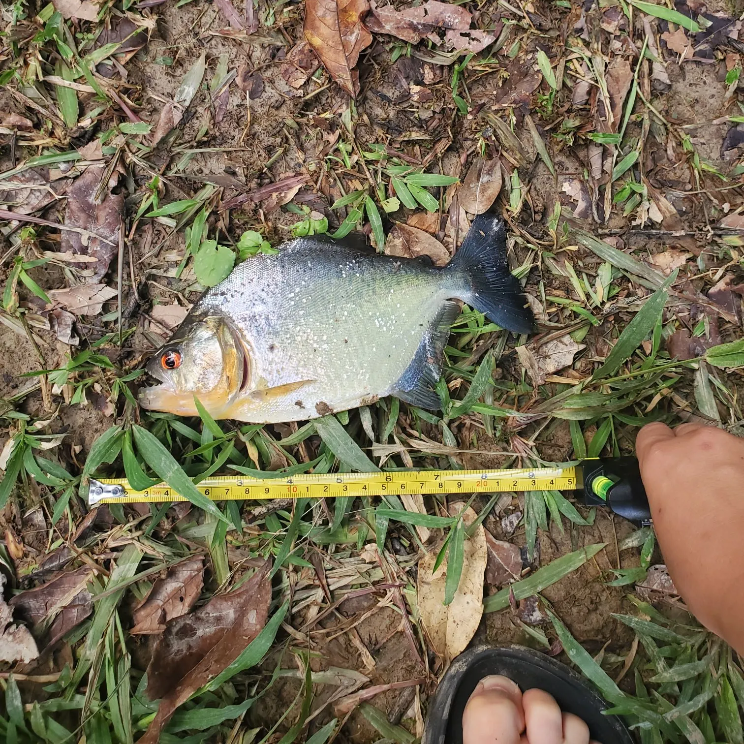 The most recent Eigenmann's piranha catches on Fishbrain