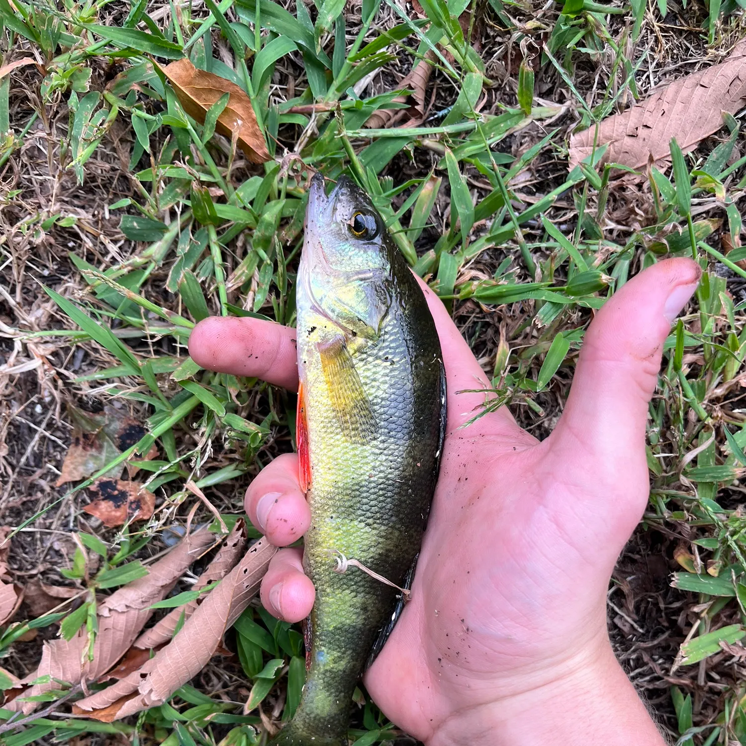 Yellow perch caught on Fishbrain