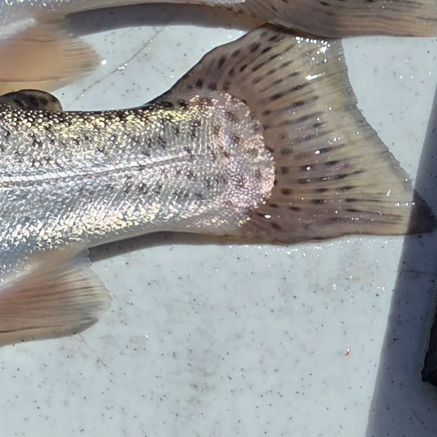Rainbow trout caught on Fishbrain