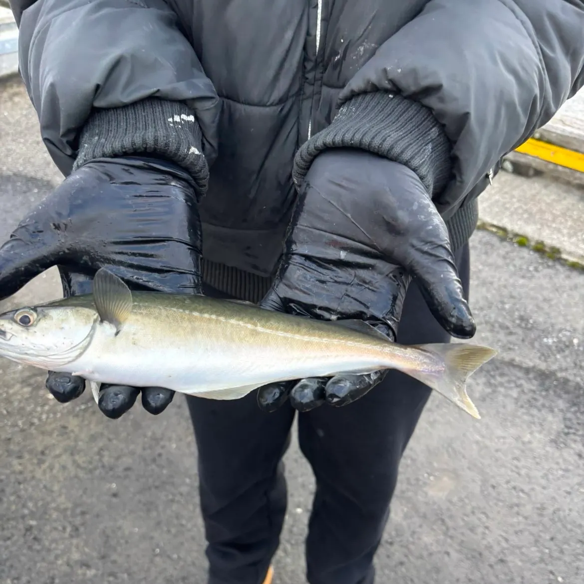 The most recent Atlantic pollock catches on Fishbrain