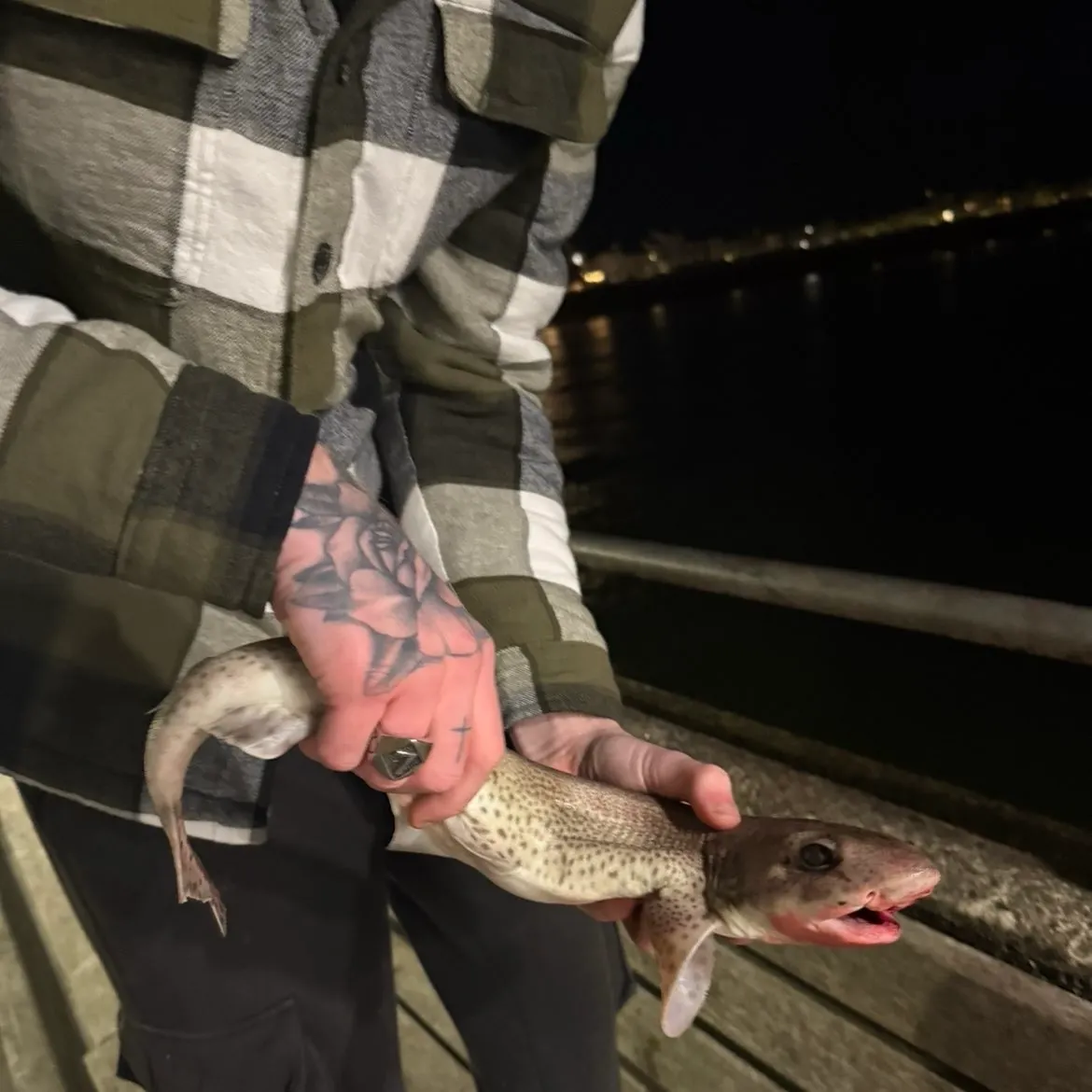 Lesser spotted dogfish caught on Fishbrain