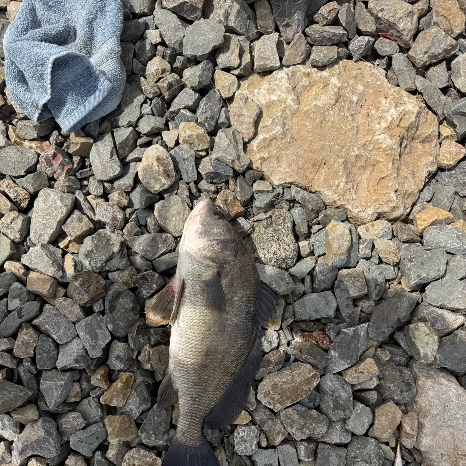 The most recent Freshwater drum catches on Fishbrain