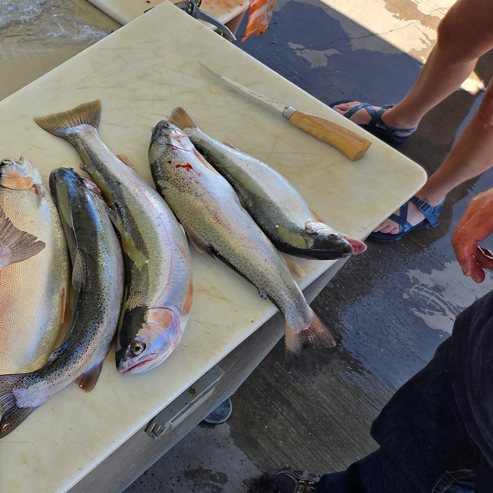 recently logged catches