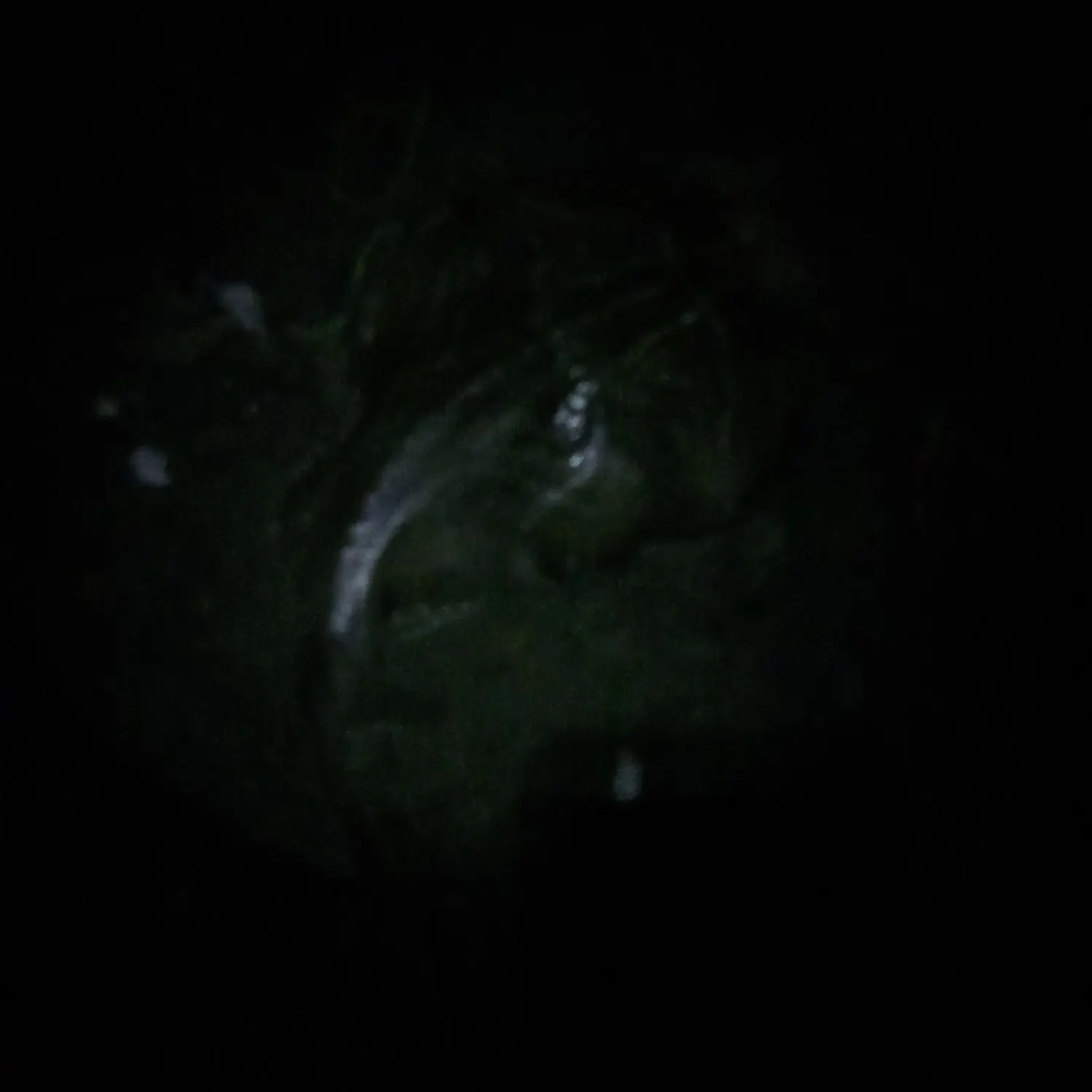 The most recent Southern fiddler catches on Fishbrain