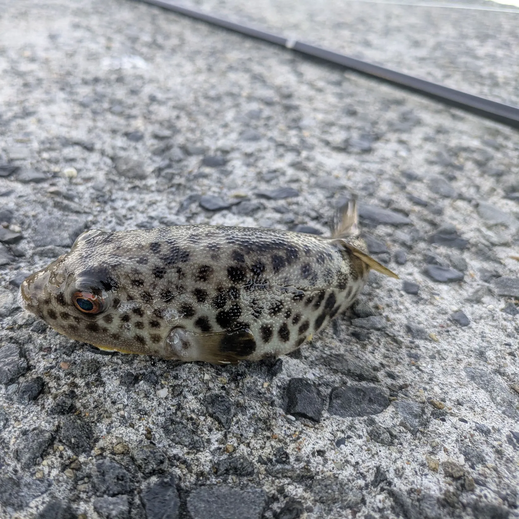 The most recent Japanese pufferfish catches on Fishbrain