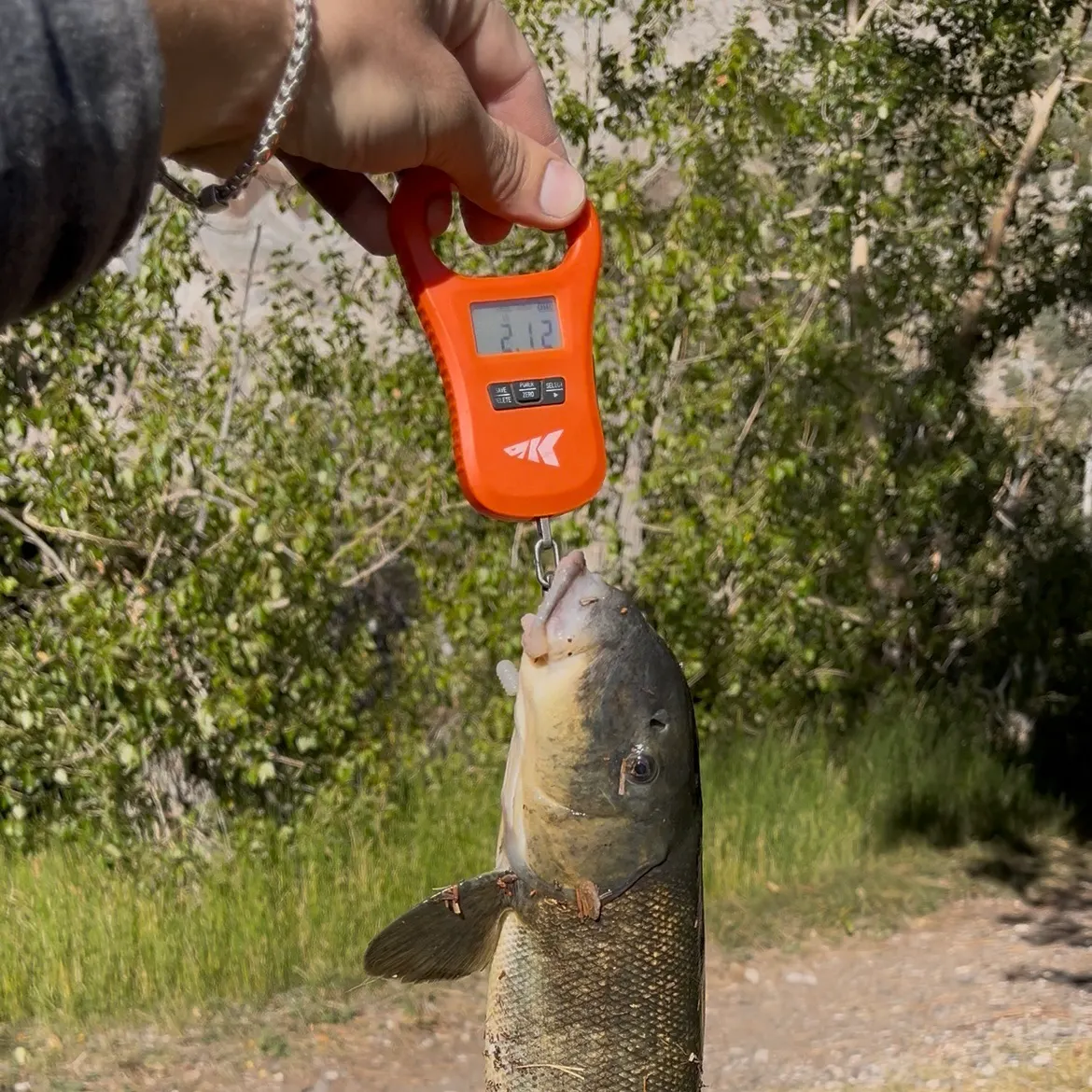 The most recent Owens sucker catches on Fishbrain