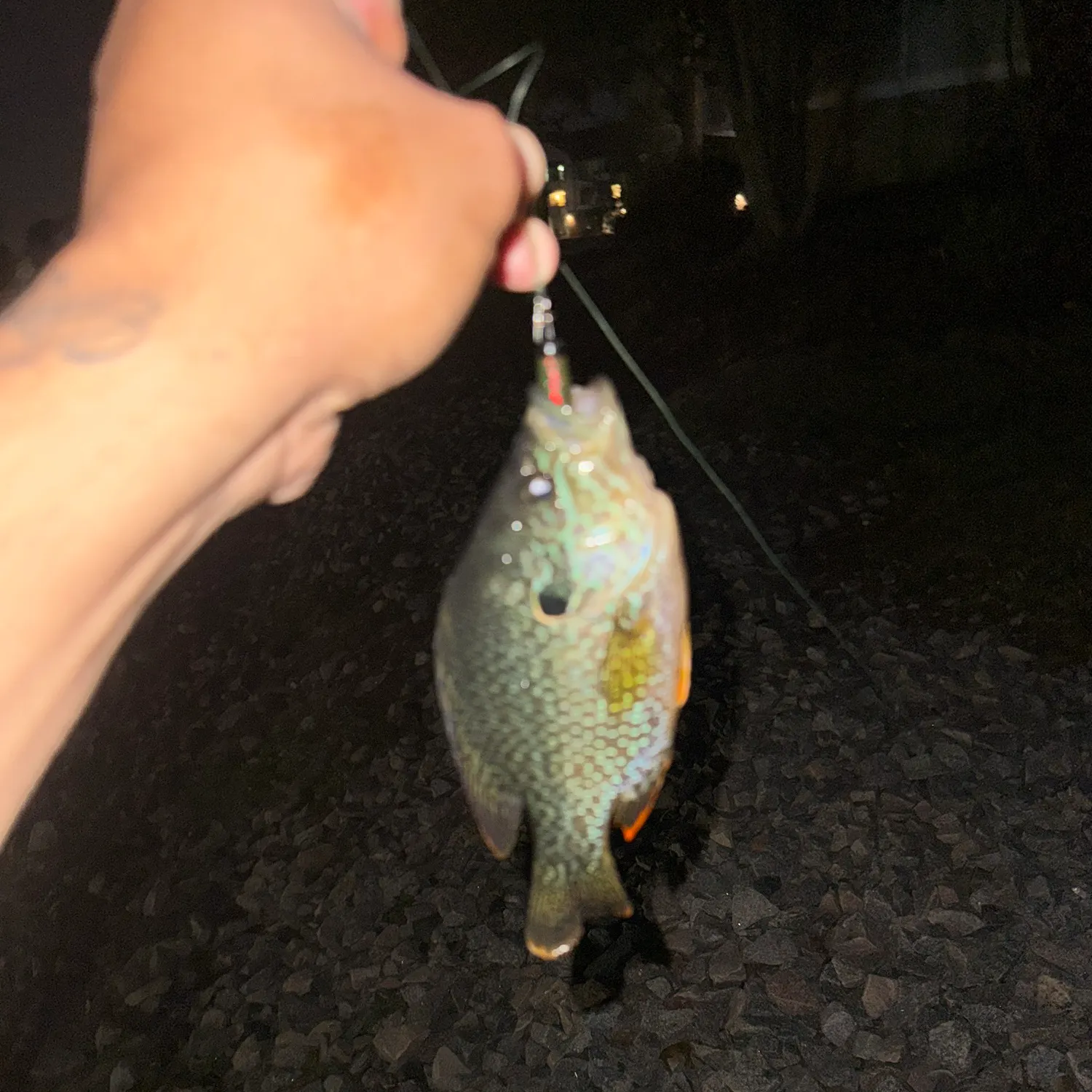 Bluegill caught on Fishbrain