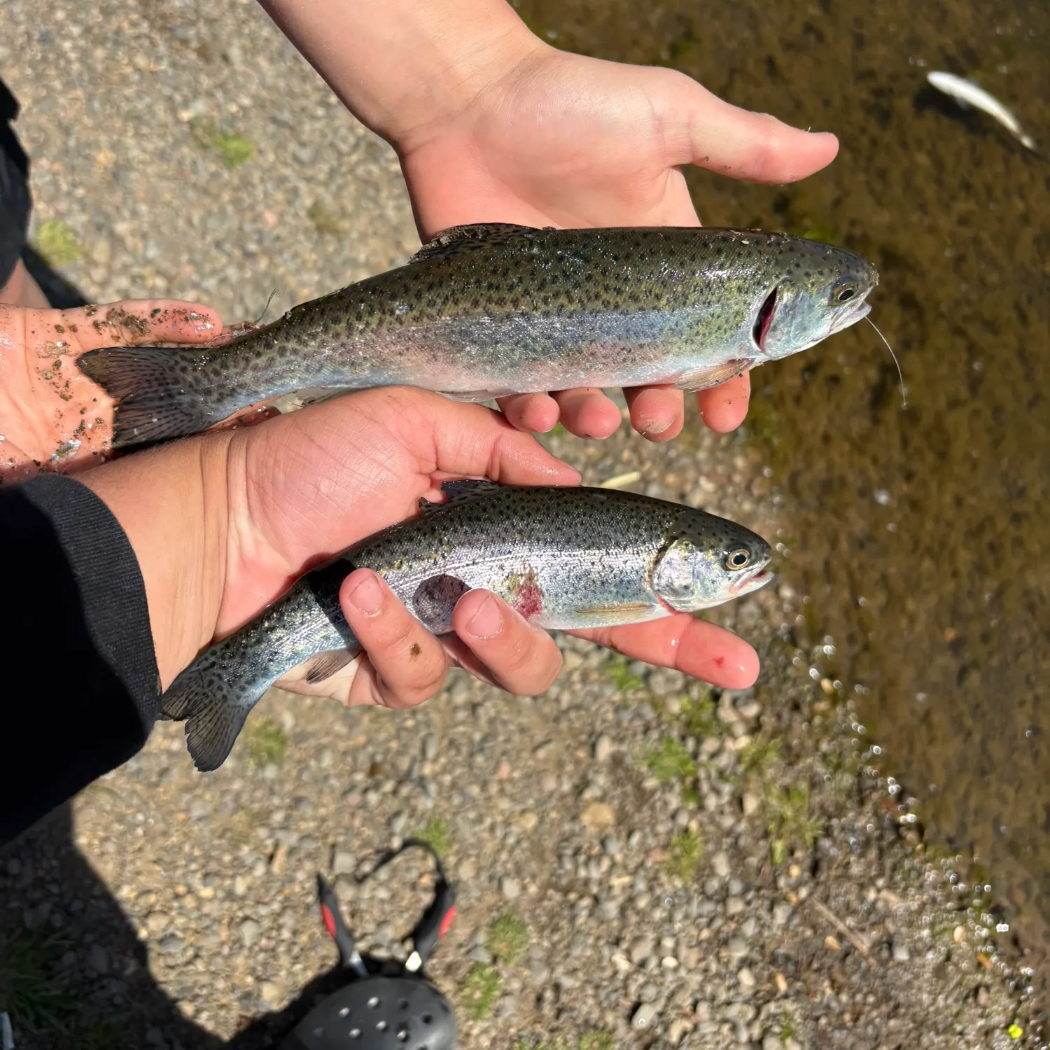 The most recent Rainbow trout catches on Fishbrain
