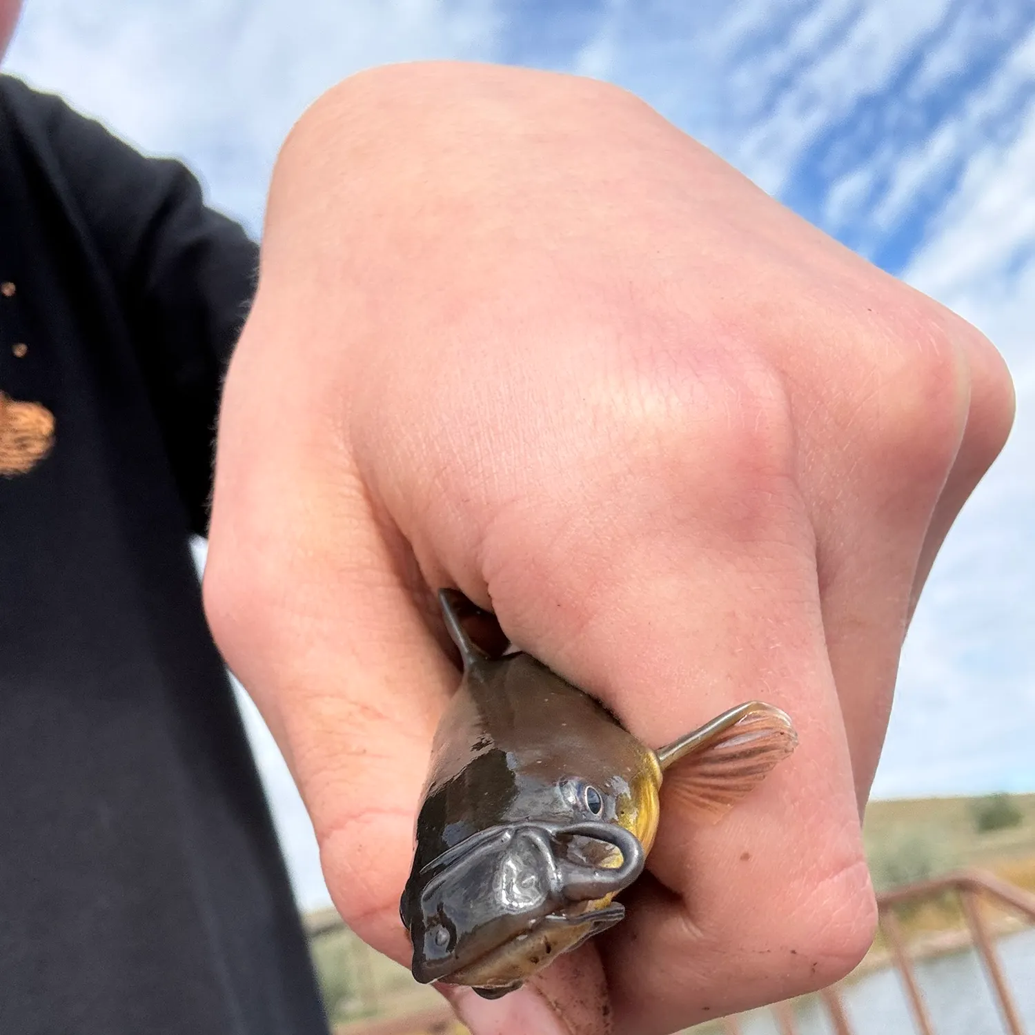 Yellow bullhead caught on Fishbrain