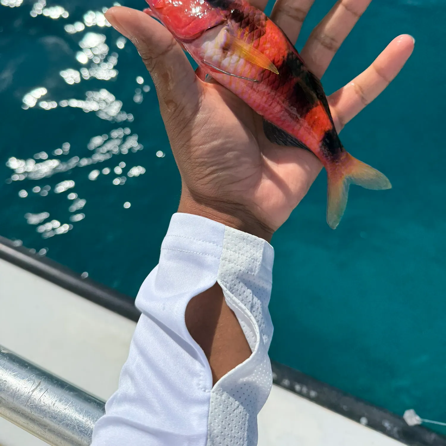 The most recent Red mullet catches on Fishbrain