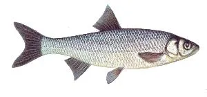 Common dace