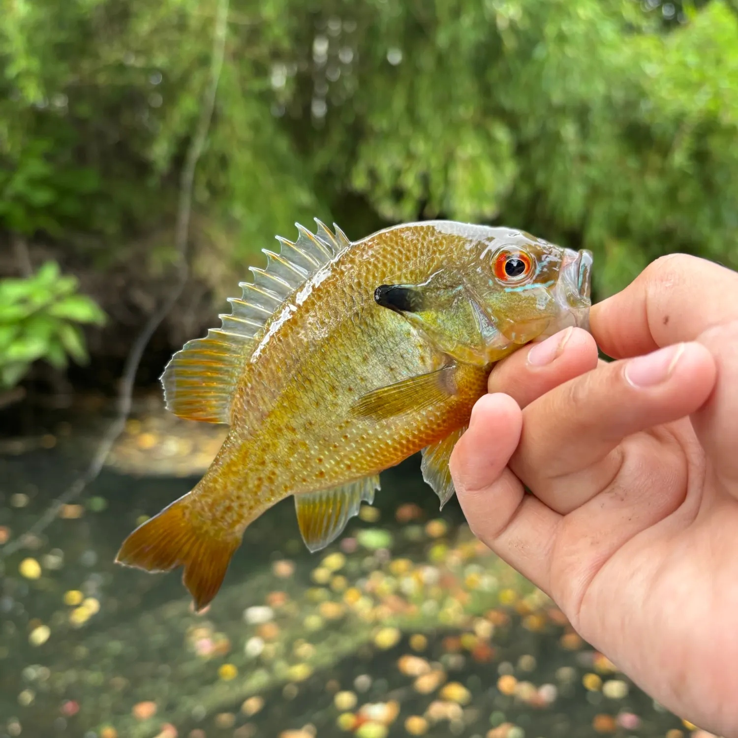 Redbreast sunfish caught on Fishbrain
