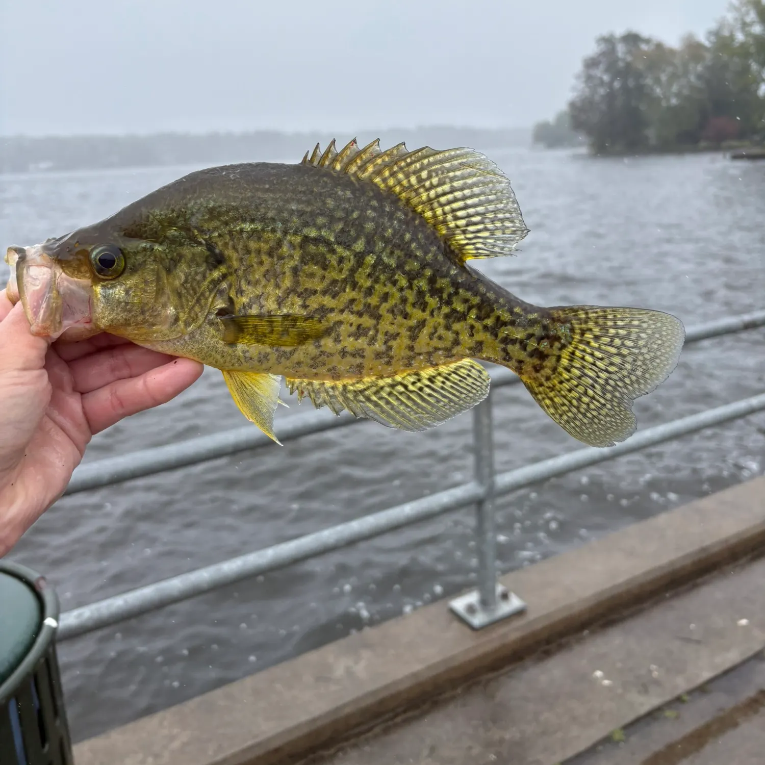 Black crappie caught on Fishbrain