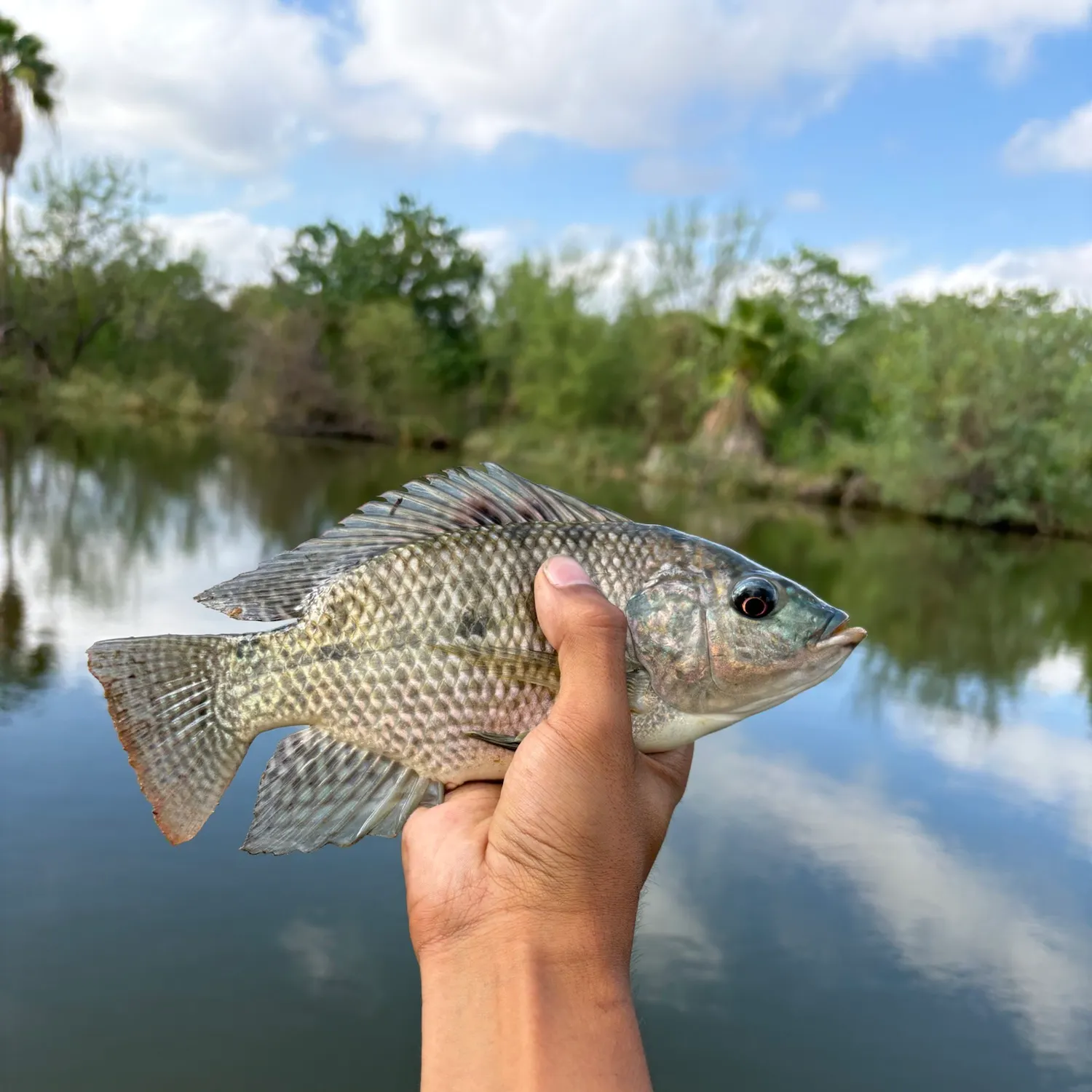 Blue tilapia caught on Fishbrain
