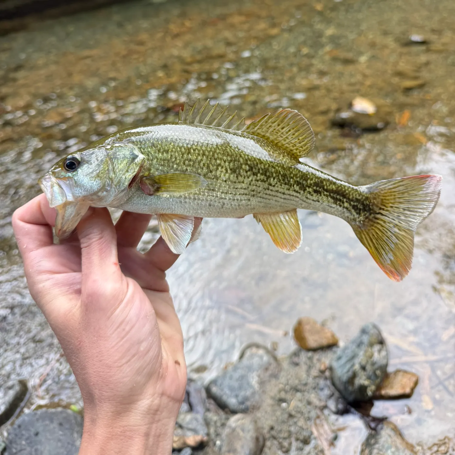 The most recent Chattahoochee bass catches on Fishbrain