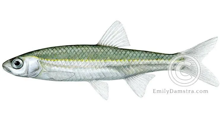 Magic Emerald Shiner Minnows