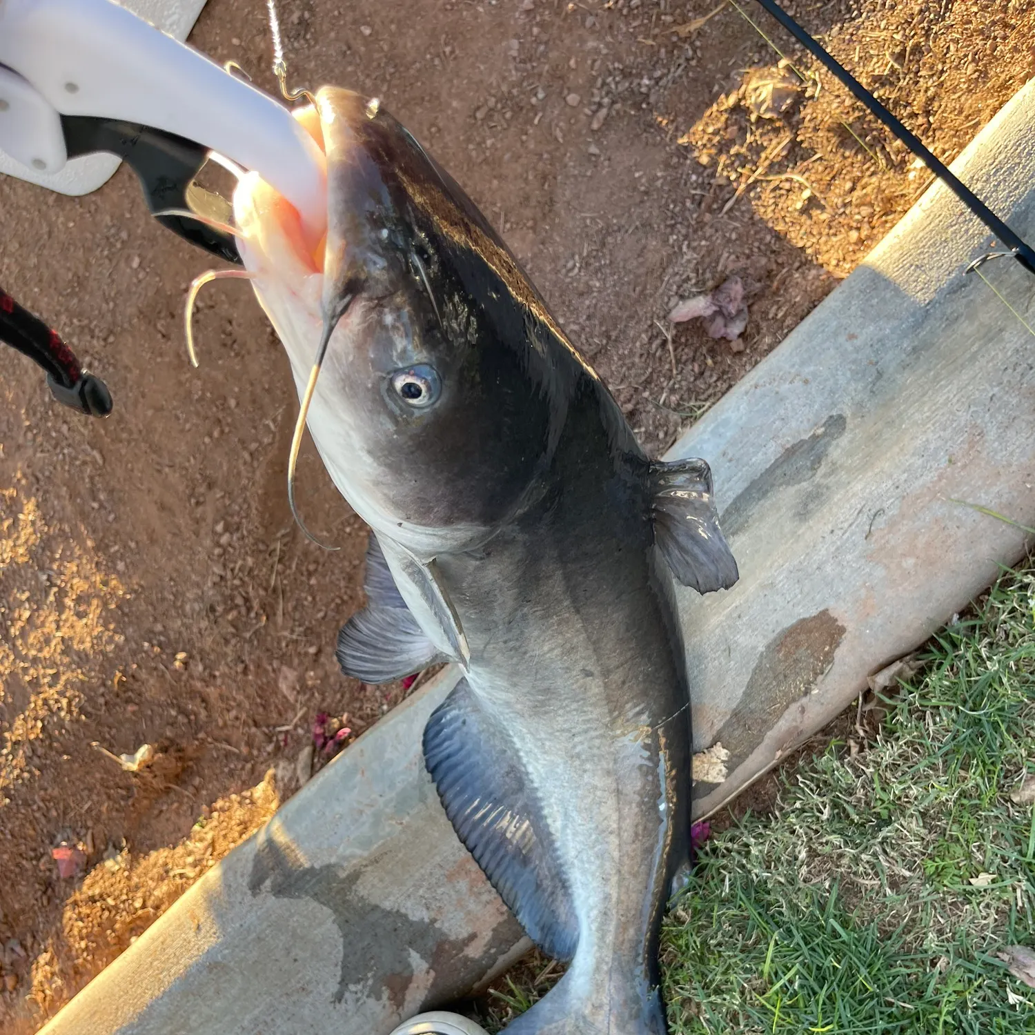 The most recent Channel catfish catches on Fishbrain
