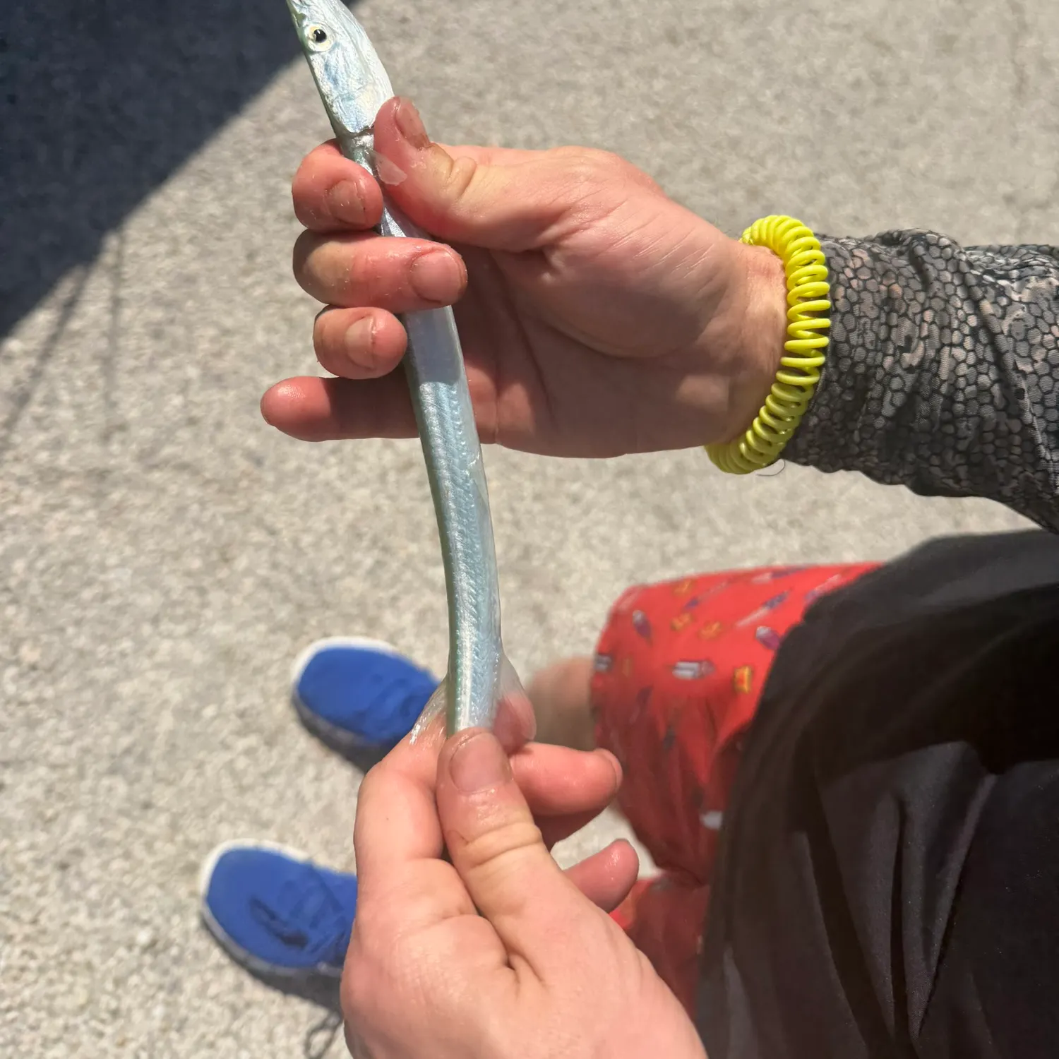 The most recent Atlantic needlefish catches on Fishbrain