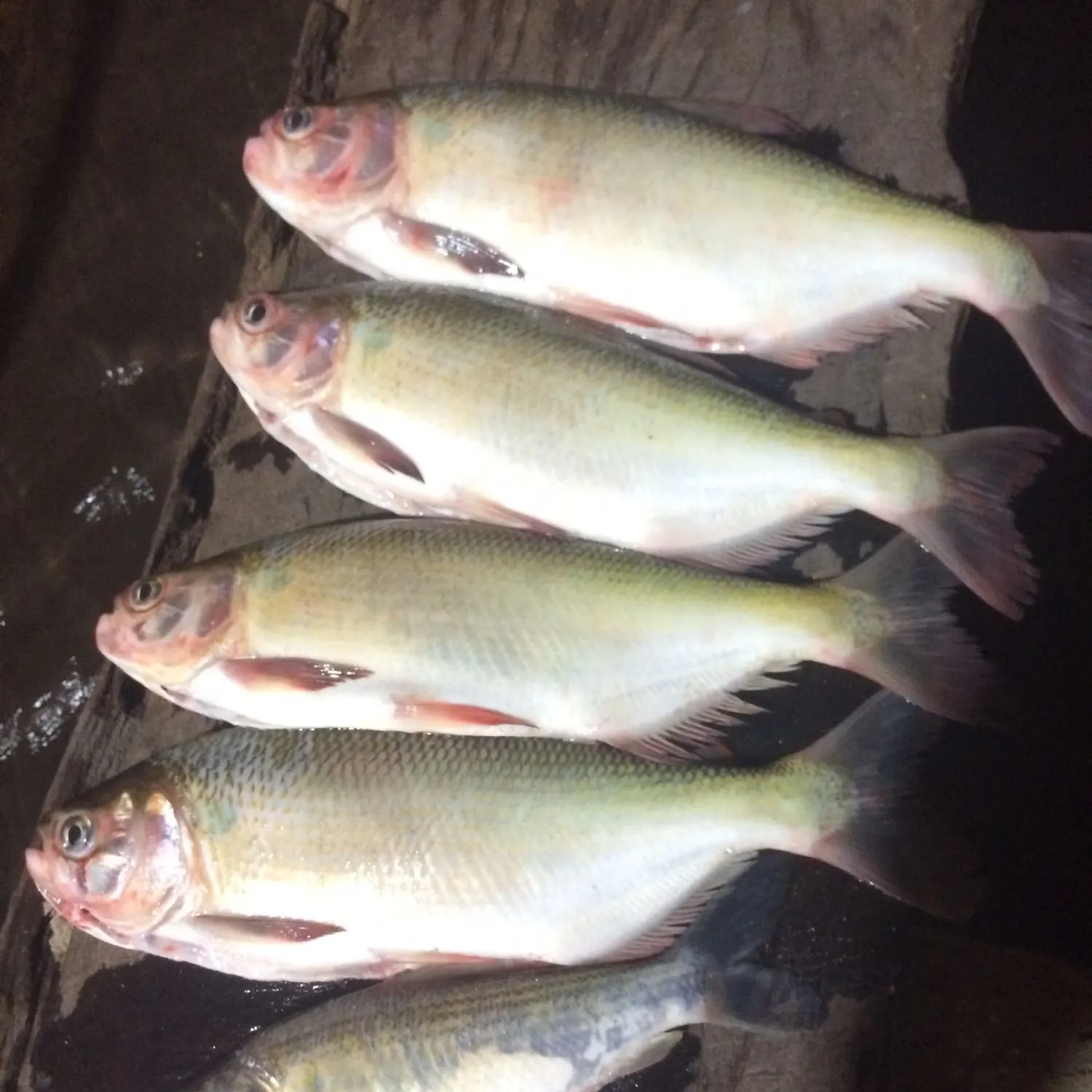 recently logged catches