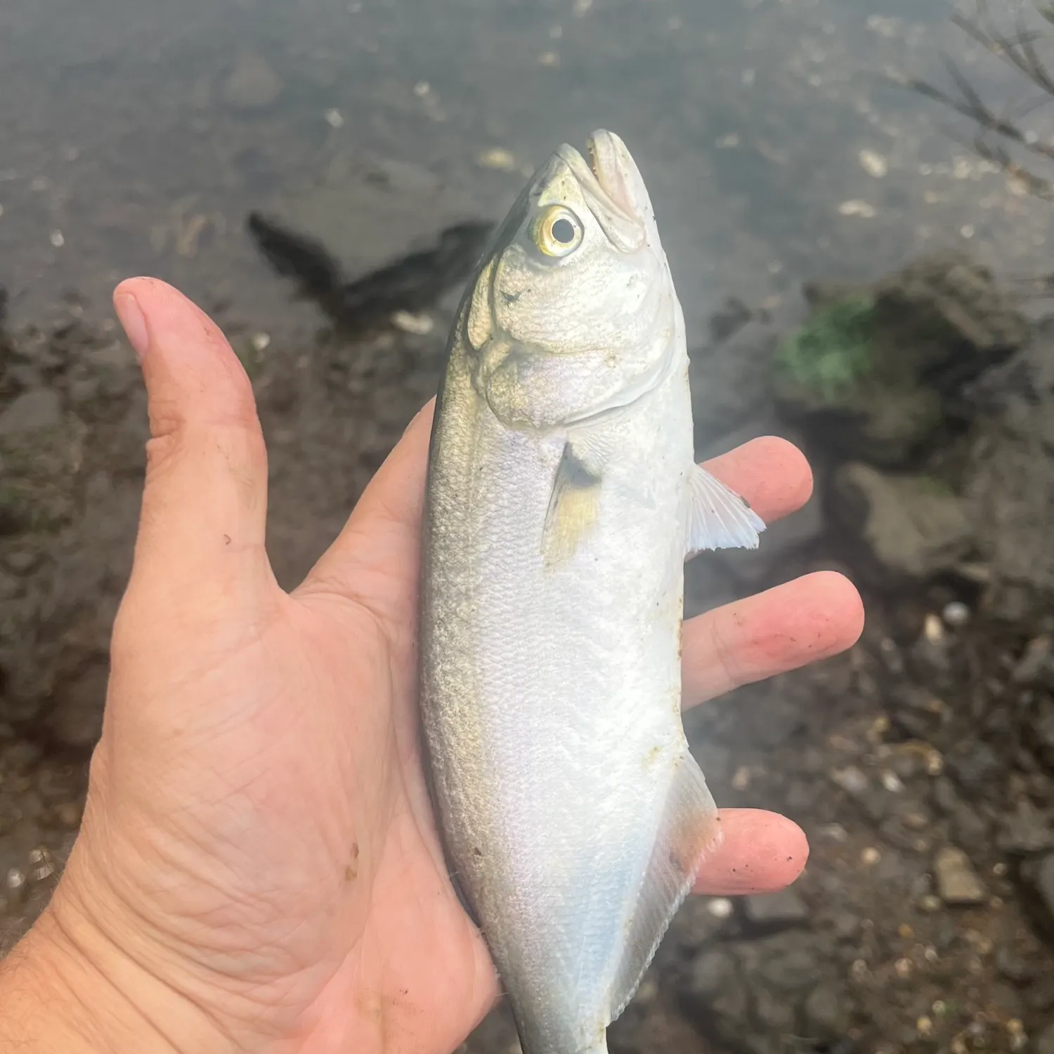 Bluefish caught on Fishbrain